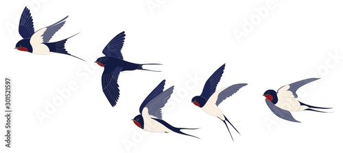 The flying swallows set is isolated. Color vector drawing.