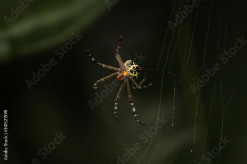 Close up shot of spider / garden spider build / making the spider web on the leafs on the garden / green background