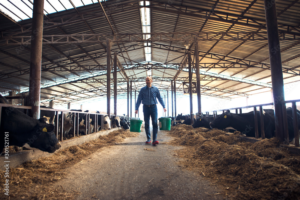 Farmer with buckets at dairy farm feeding cows and taking care of cattle. Farming lifestyle. Farmer with buckets at dairy farm feeding cows and taking care of cattle. Farming lifestyle.