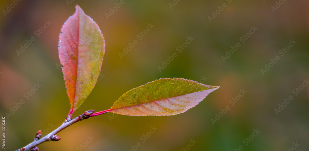 golden colored autumn leaves in nature golden colored autumn leaves in nature