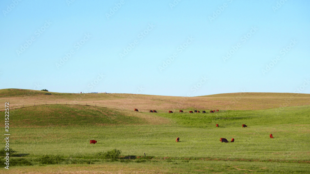 Red Scottish cows graze in a green meadow Red Scottish cows graze in a green meadow