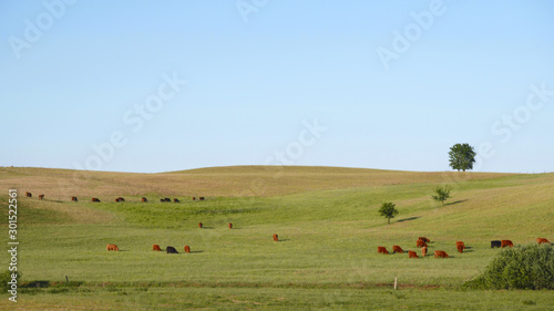 Red Scottish cows graze in a green meadow