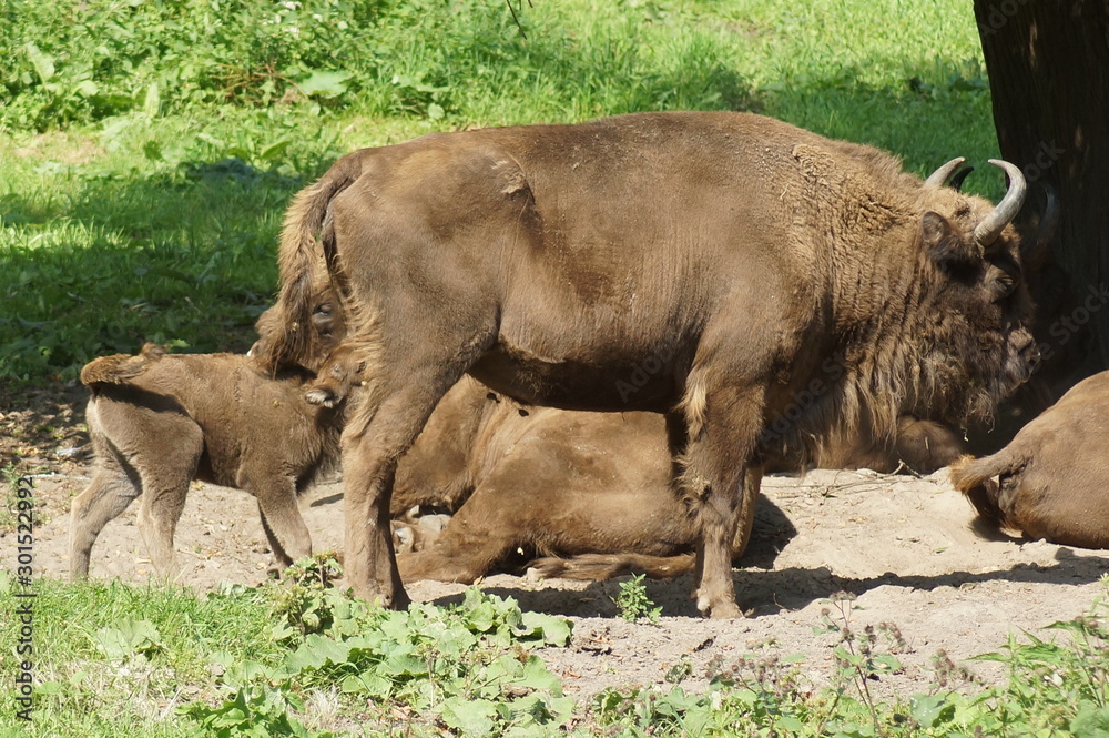 Fototapeta premium żubr