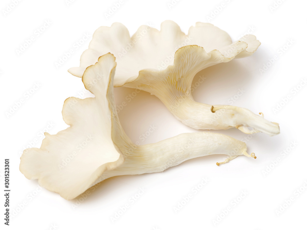 Naklejka premium oyster mushroom on white background