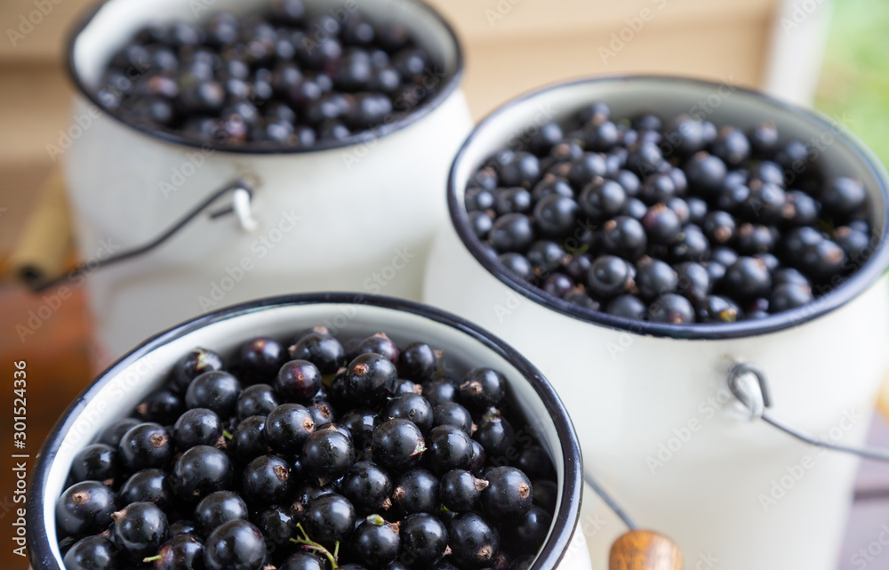 Harvest: blackcurrant berries in white cans