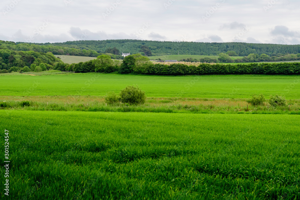 Scottish landscape with green wheat field and trees in a cloudy summer day in Scotland, United Kingdom, photographed with soft focus
