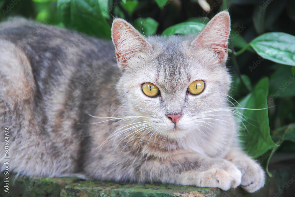 Close up cat face looking at camera in natural garden background Close up cat face looking at camera in natural garden background