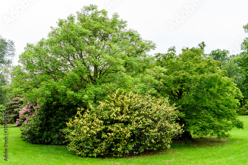 Landscape with wild old green trees and leaves in a Scottish garden in a sunny summer day, photographed with soft focus