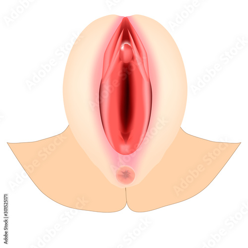 Female external genitalia. Anatomical structure of the vulva, vagina, clitoris. Infographics. Vector illustration on isolated background.
