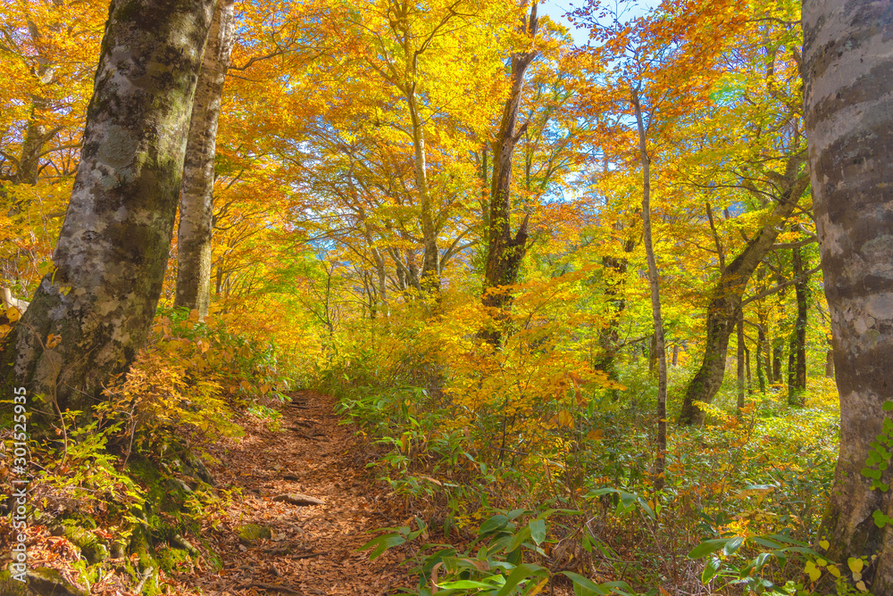 Karikomichi autumn leaves fukui prefecture japan