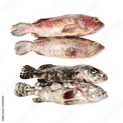 Grouper Fish on white background