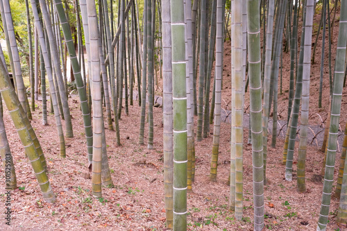 Japanese bamboo garden