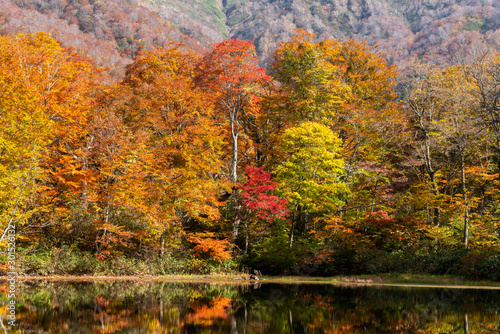 Karikomichi autumn leaves fukui prefecture japan