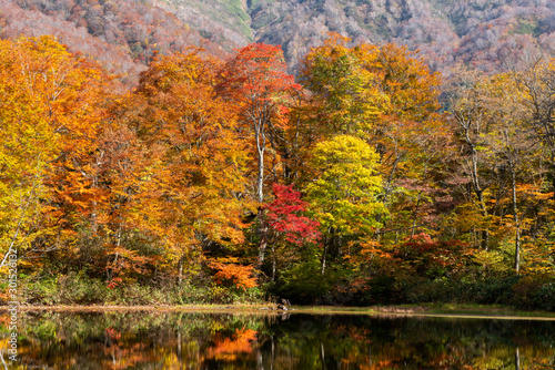 Karikomichi autumn leaves fukui prefecture japan photo