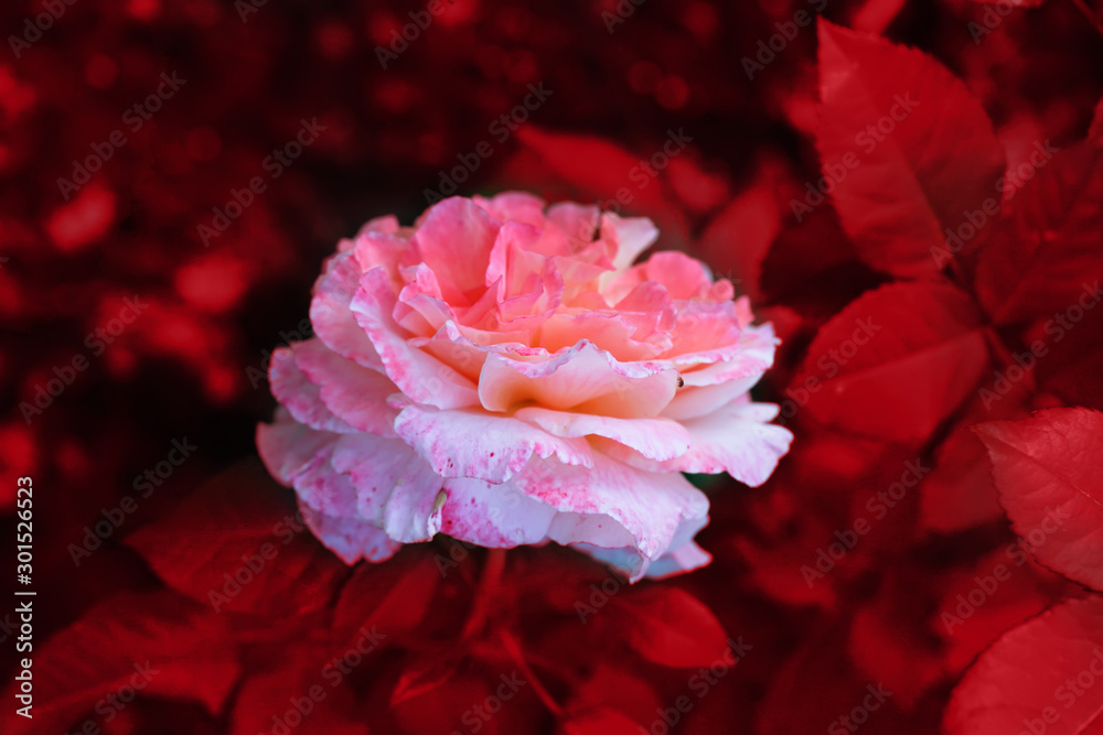Art photo rose petals isolated on the natural blurred background. Closeup. For design, texture, background. Nature. Art photo rose petals isolated on the natural blurred background. Closeup. For design, texture, background. Nature.