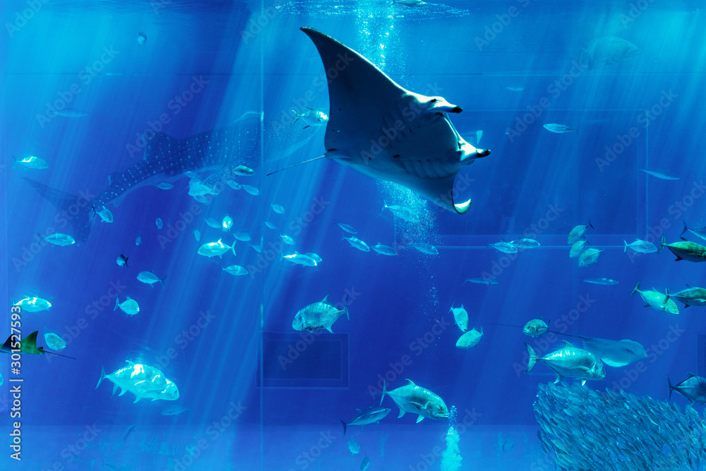 巨大水槽の魚たち Stock Photo Adobe Stock