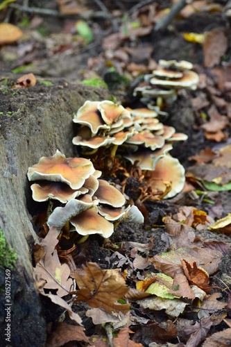 Mushrooms and Autumn leaves