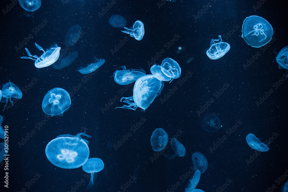 Jelly fish galaxy, Kaiyukan, Osaka, Japan Jelly fish galaxy, Kaiyukan, Osaka, Japan