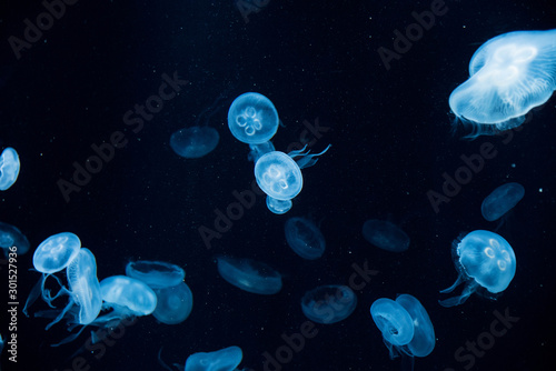 Jelly fish galaxy, Kaiyukan, Osaka, Japan