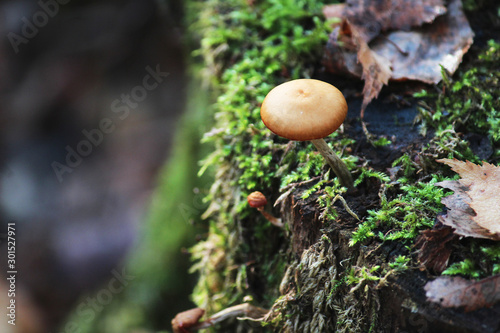 texture background forest mashroom on the hemp with green moss