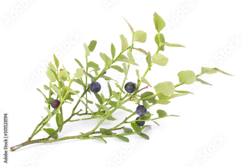 Fresh blueberry from forest isolated on white background with green leaves