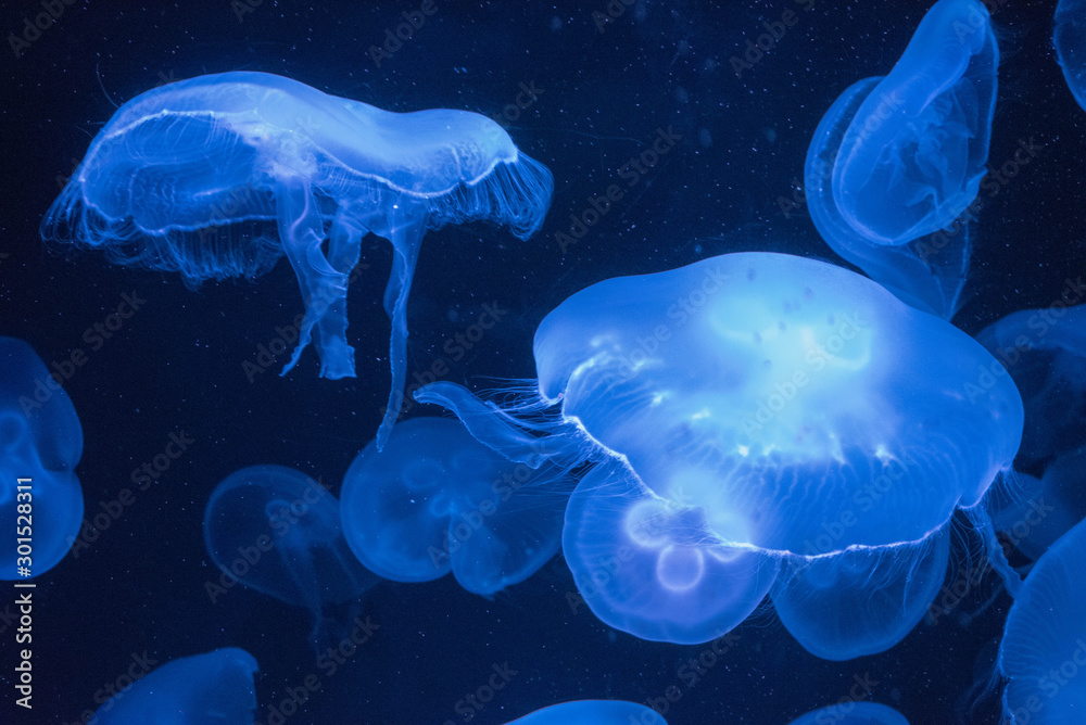 Fototapeta premium Galaxy of Jelly Fish, Osaka, Japan