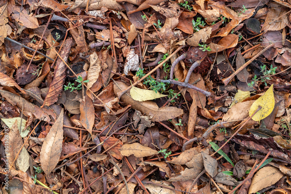Textured Created From Brown Autumn Leaves and Chestnuts on The Ground