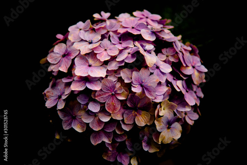 Beautiful Hydrangea  Rainy season  Japan