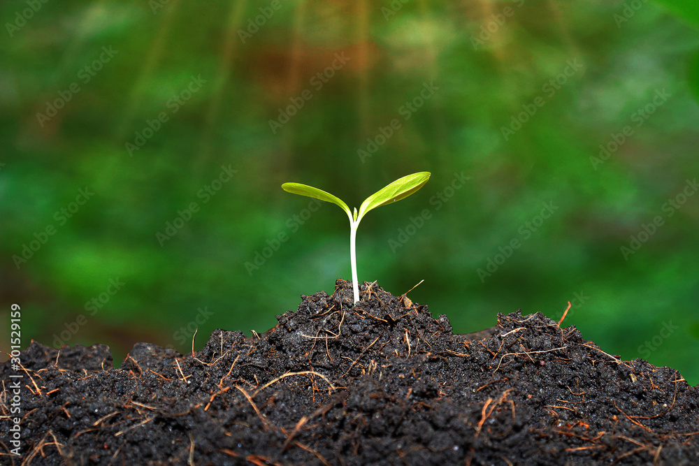 young plant in soil young plant in soil