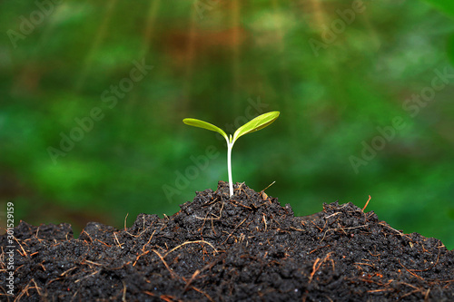 young plant in soil