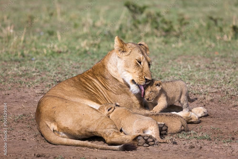 Lioness nursing young cubs Lioness nursing young cubs
