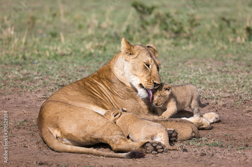 Lioness nursing young cubs