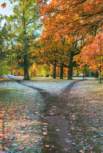 The wide hiking trail in the park breaks into two narrow ones