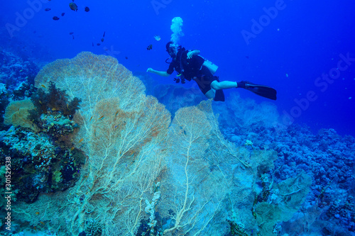 Diving the Red Sea Egypt