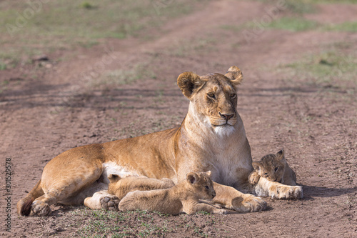 Lion nursing cubs