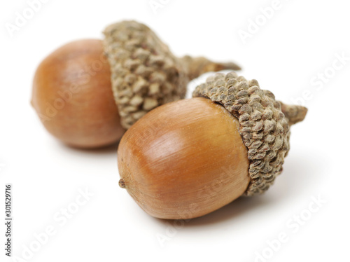 acorns on white background