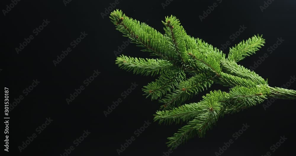 Green spruce branch on black background