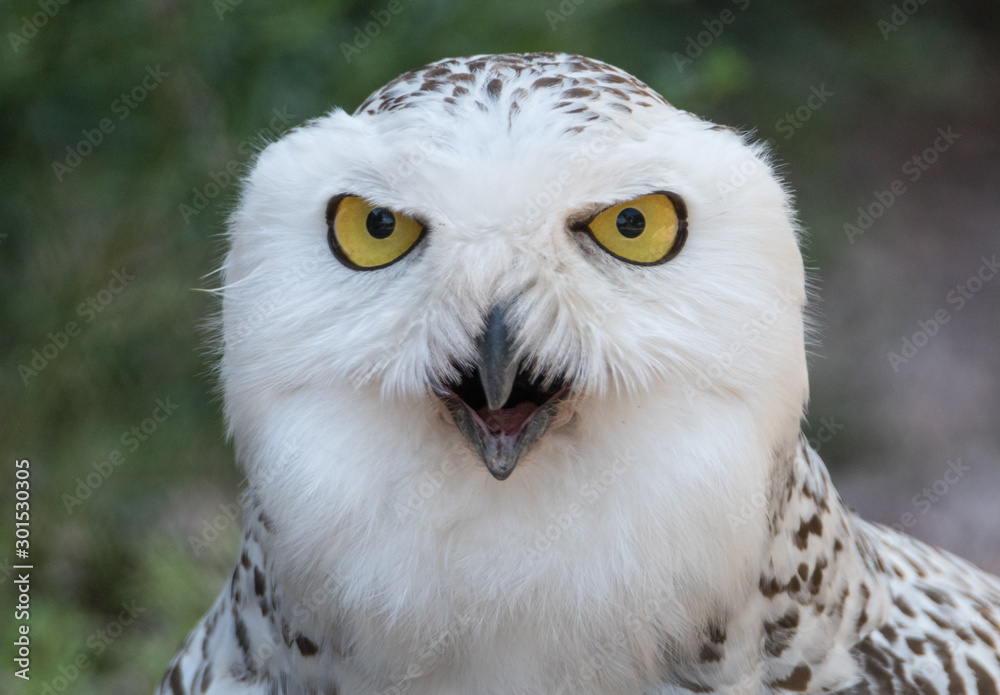 Fototapeta premium Aggressive Snowy Owl
