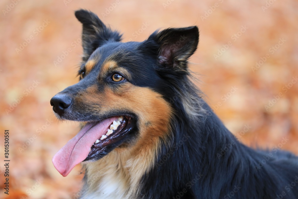 Australian Shepherd Portrait im Herbstlaub Australian Shepherd Portrait im Herbstlaub