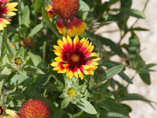 Common gaillardia or Indian Blanket flower