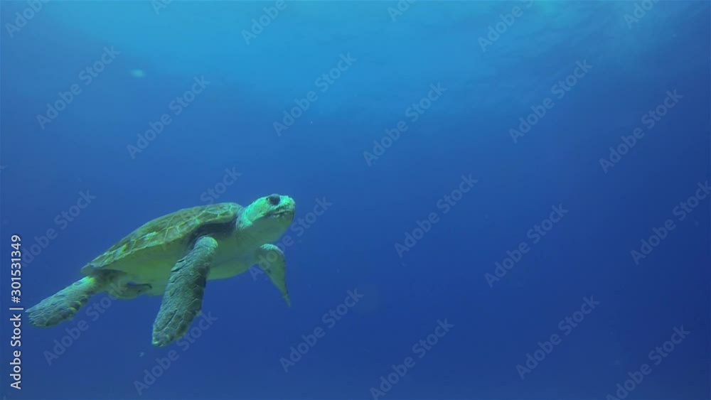 Green Turtle. Sea Turtles Swimming up to Beautiful Sun Rays & Dramatic Blue Sunlit Sea Surface. Colourful Graceful Marine Turtle In Sea Water. Peaceful Gentle Aquatic Marine Life Or Underwater Animal Green Turtle. Sea Turtles Swimming up to Beautiful Sun Rays & Dramatic Blue Sunlit Sea Surface. Colourful Graceful Marine Turtle In Sea Water. Peaceful Gentle Aquatic Marine Life Or Underwater Animal