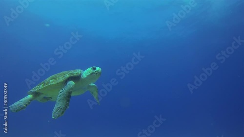 Green Turtle. Sea Turtles Swimming up to Beautiful Sun Rays & Dramatic Blue Sunlit Sea Surface. Colourful Graceful Marine Turtle In Sea Water. Peaceful Gentle Aquatic Marine Life Or Underwater Animal