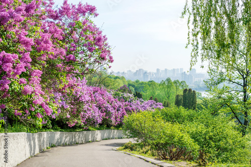 Lilac alley leading to Vydubichi monastery in Hryshko National Botanical Garden with Left bank view, Kiev, Ukraine photo