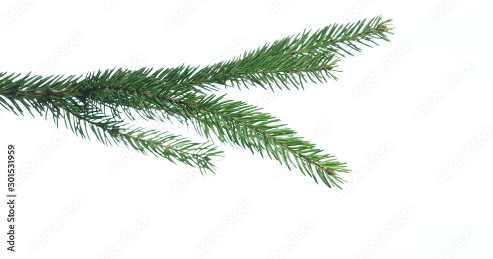 Green spruce branch on white background Green spruce branch on white background