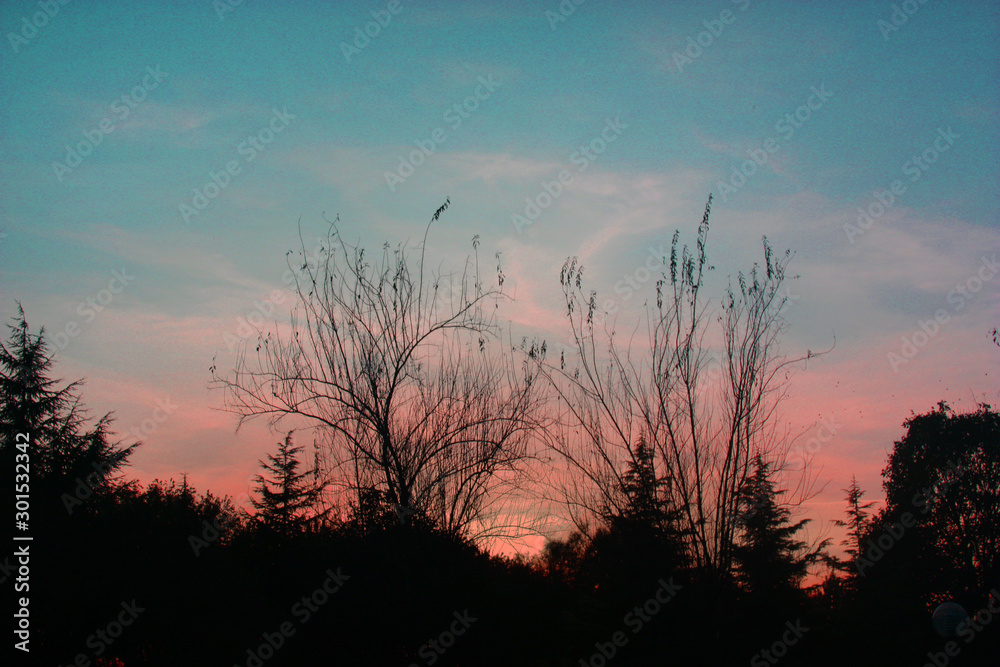 silhouette of a tree at sunset silhouette of a tree at sunset