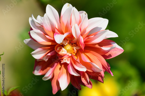 Beautiful white and pink large dahlia flowers in full bloom in a garden in a sunny summer day