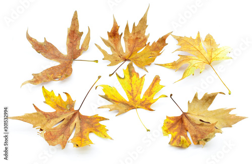 Dry beautiful colorful autumn leaves isolated on a white background.