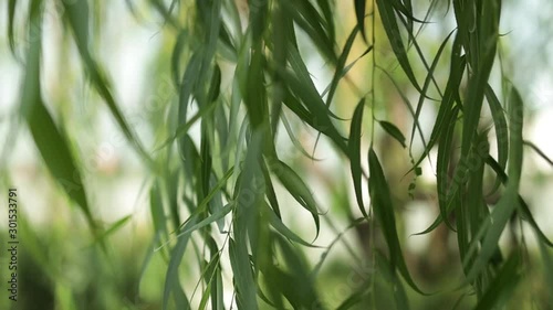 Nature Abstract Concept. Leaves Blowing by the Natural Wind. Dolly Zoom shot
