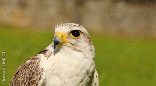 Predators
