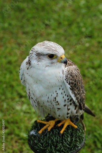 Predators